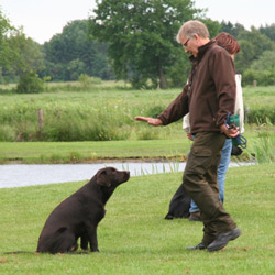 Hundetræning